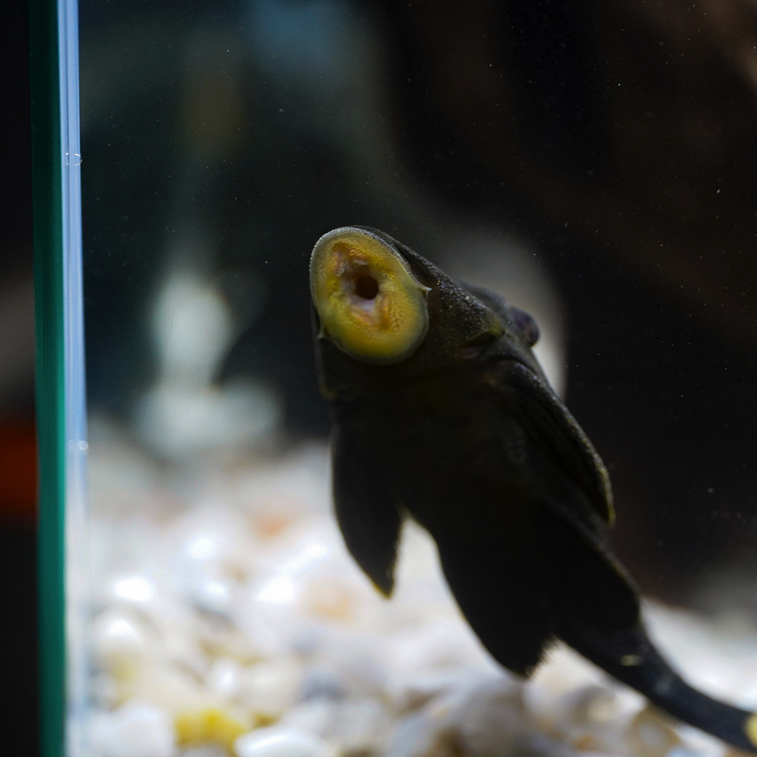 Panaque sp. - L191  Royal Pleco 5-8 cm 5