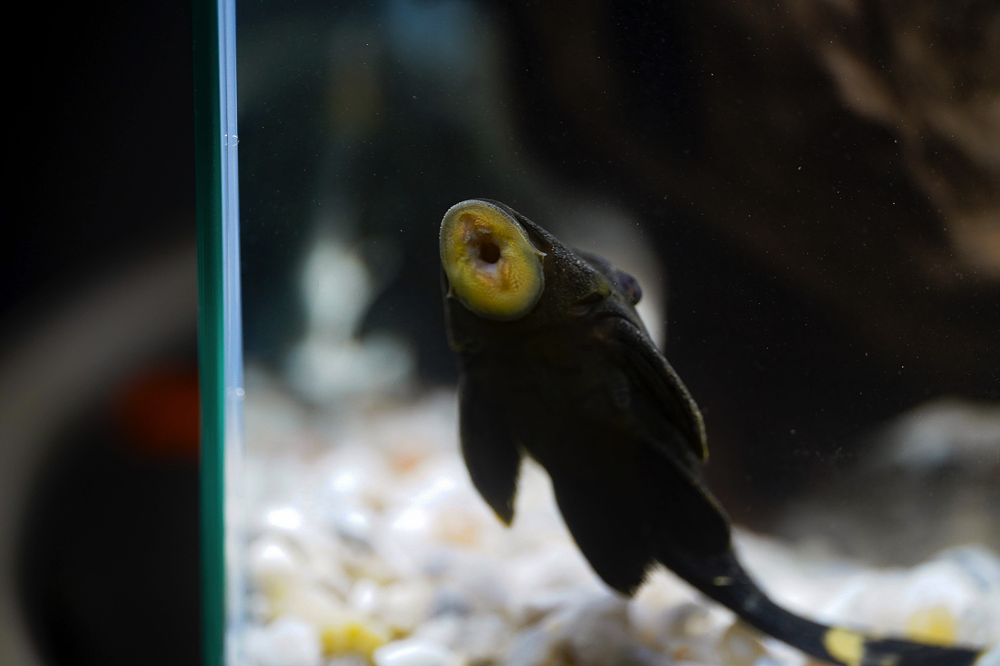 Panaque sp. - L191  Royal Pleco 8-12 cm 5