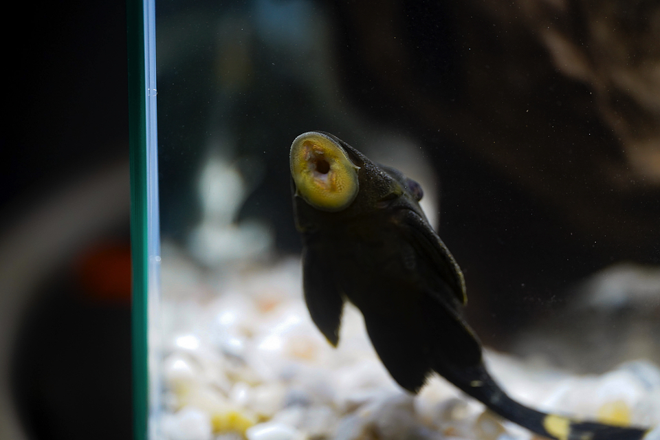 Panaque sp. - L191  Royal Pleco 8-12 cm 5