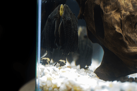 Panaque sp. - L191  Royal Pleco 8-12 cm
