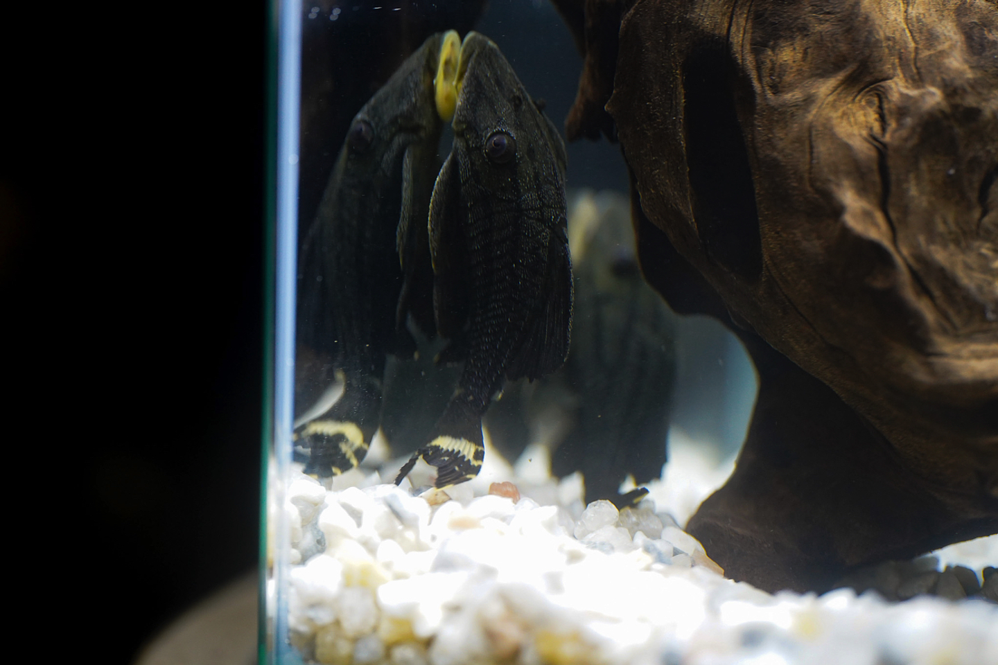 Panaque sp. - L191  Royal Pleco 8-12 cm 1