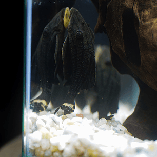 Panaque sp. - L191  Royal Pleco 5-8 cm