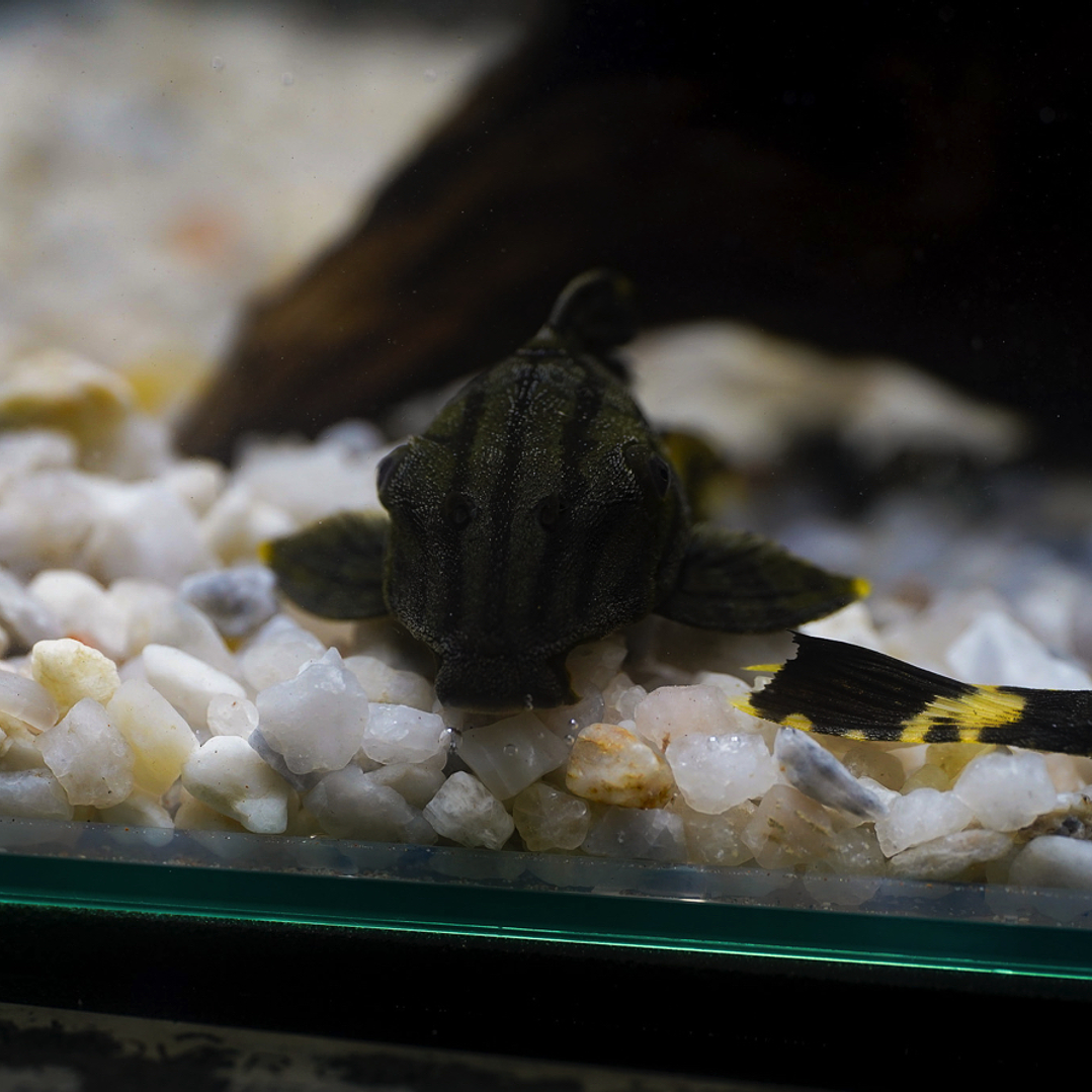 Panaque sp. - L191  Royal Pleco 5-8 cm 6