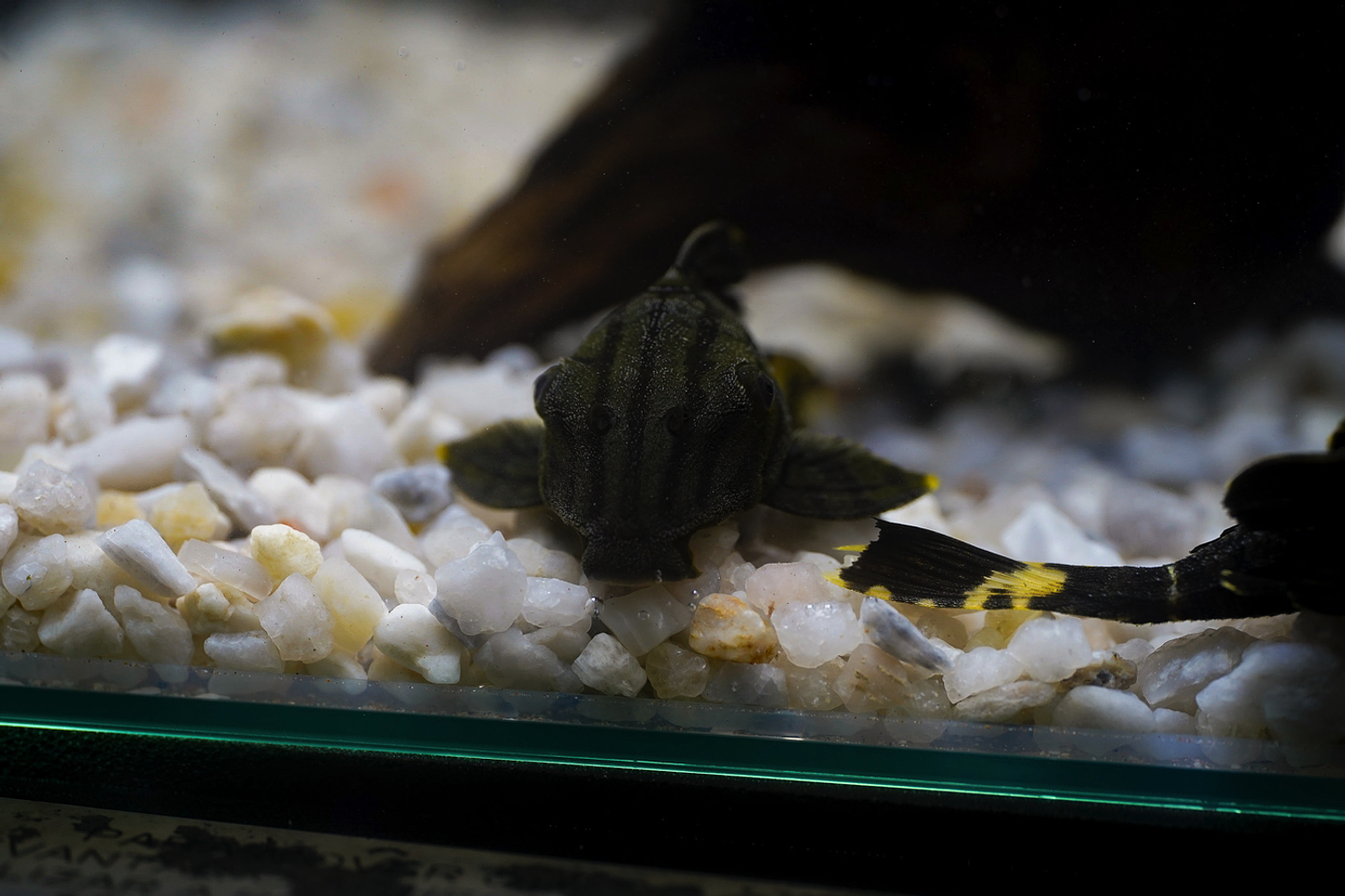 Panaque sp. - L191  Royal Pleco 8-12 cm 6