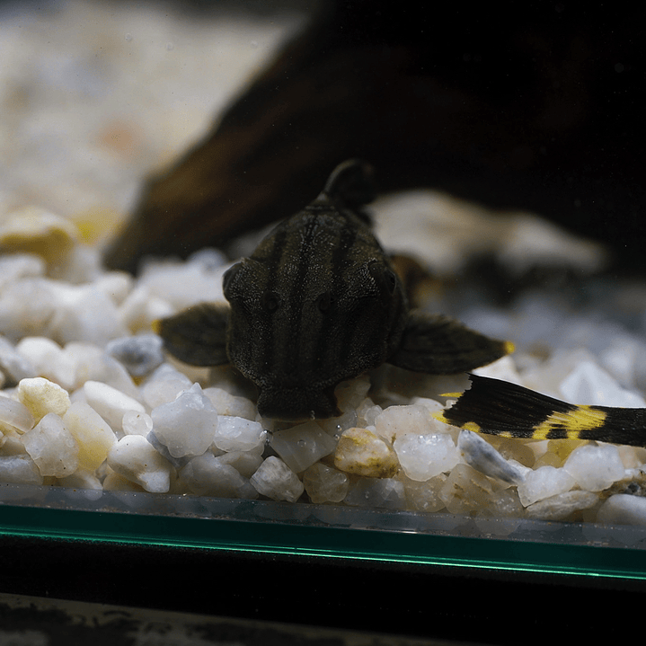 Panaque sp. - L191  Royal Pleco 5-8 cm 6