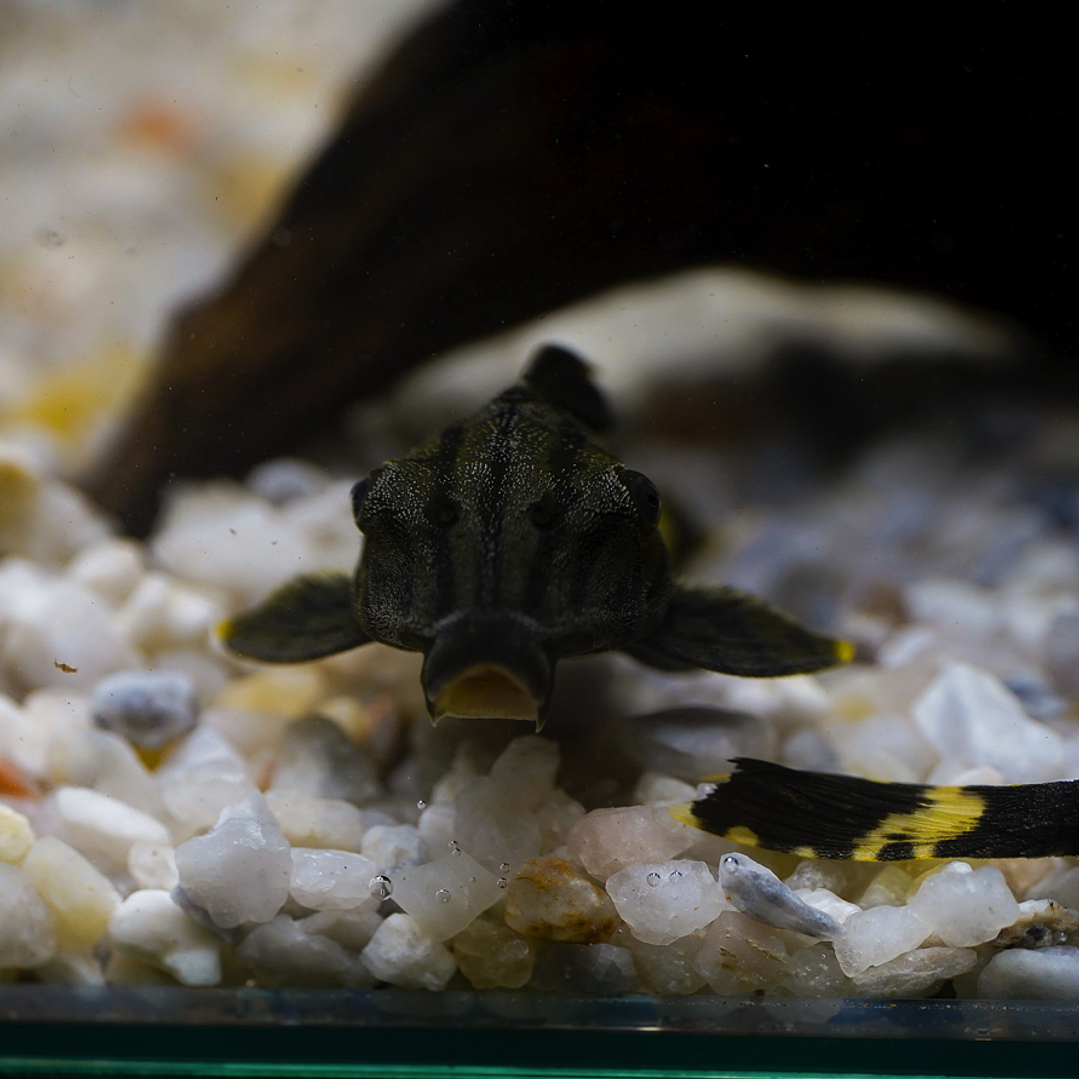 Panaque sp. - L191  Royal Pleco 5-8 cm 3
