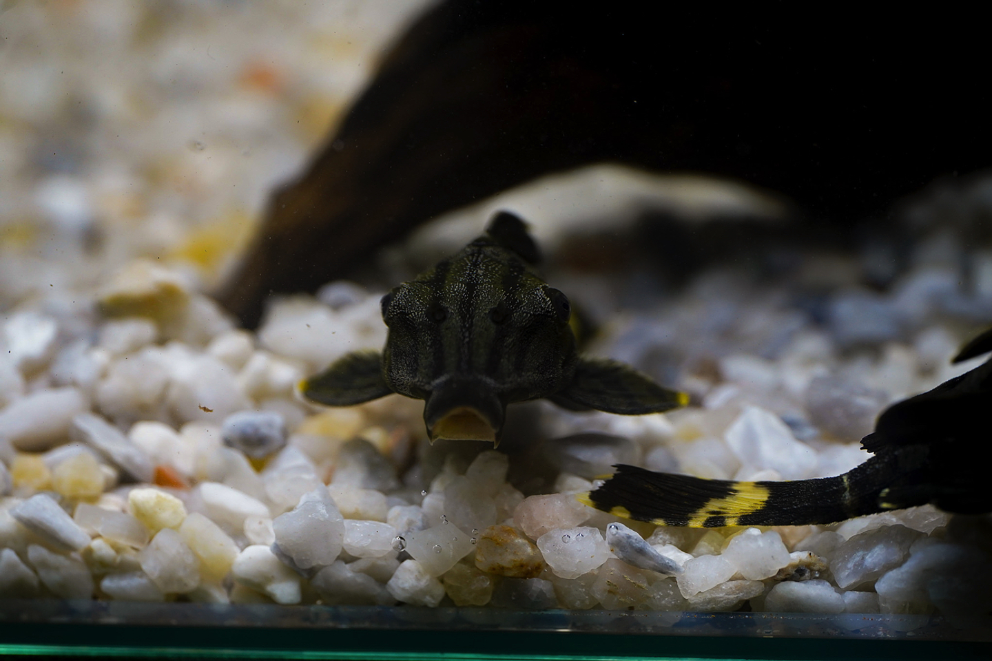 Panaque sp. - L191  Royal Pleco 8-12 cm 3