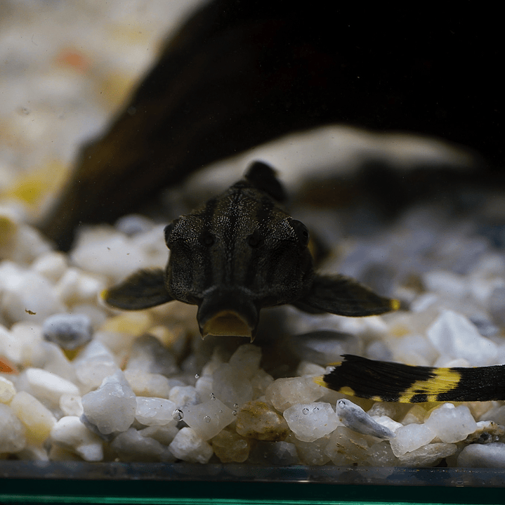 Panaque sp. - L191  Royal Pleco 5-8 cm 3