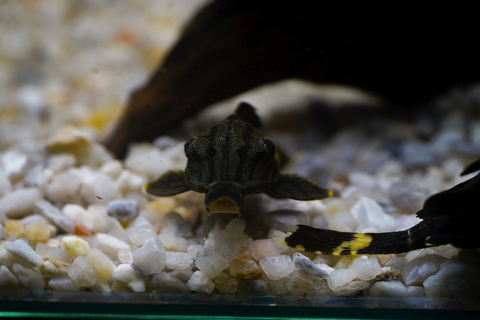 Panaque sp. - L191  Royal Pleco 8-12 cm 3