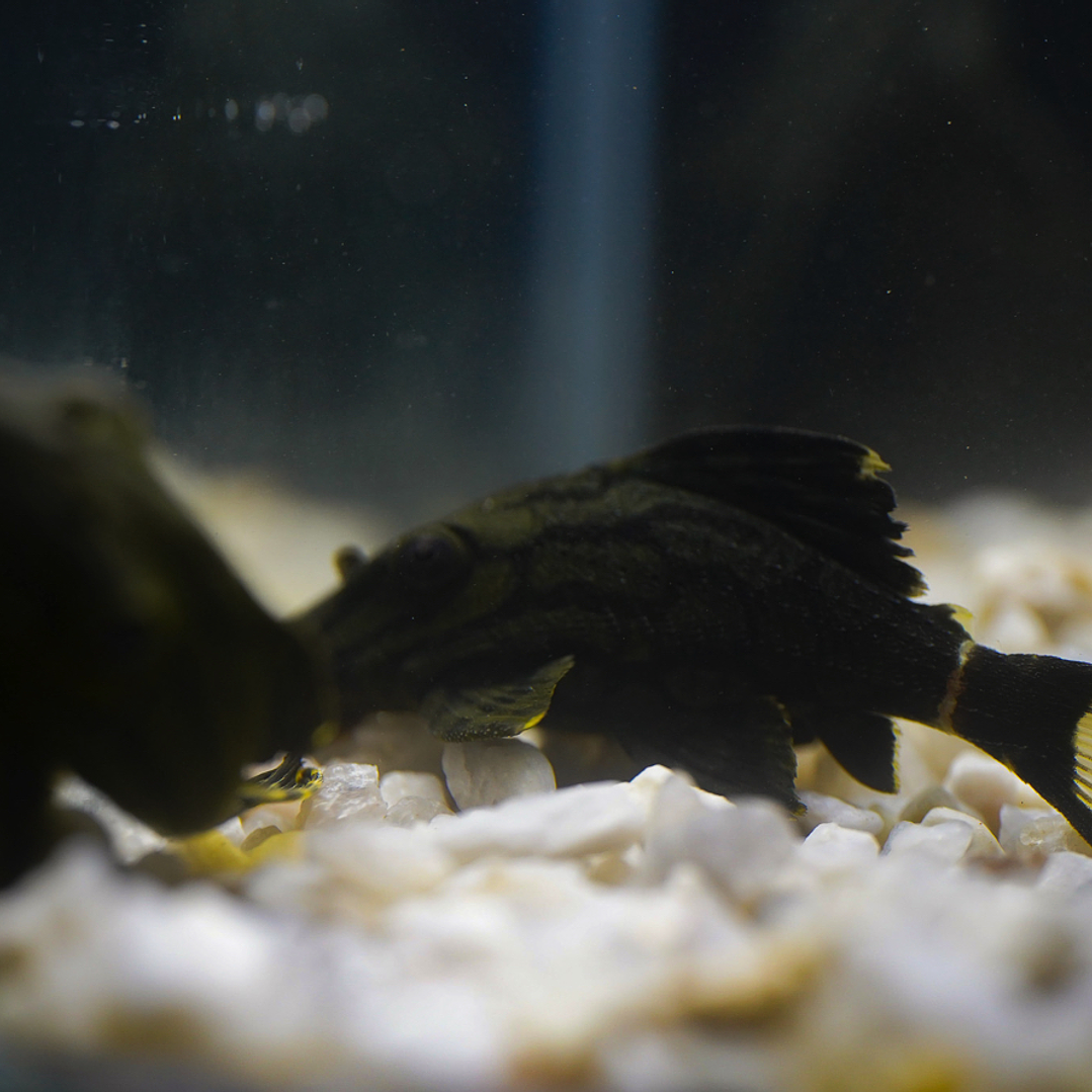 Panaque sp. - L191  Royal Pleco 5-8 cm 4