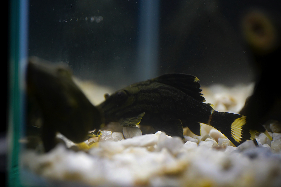 Panaque sp. - L191  Royal Pleco 8-12 cm 4