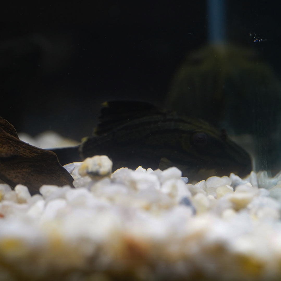 Panaque sp. - L191  Royal Pleco 5-8 cm 8