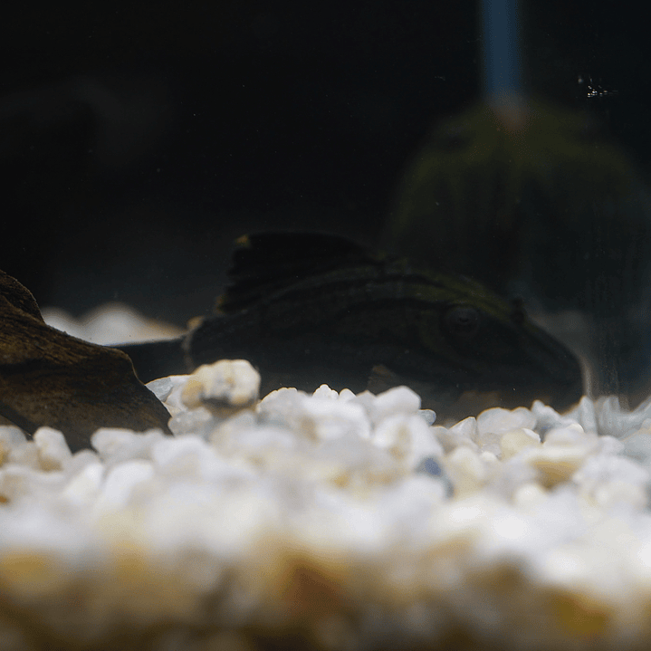 Panaque sp. - L191  Royal Pleco 5-8 cm 8