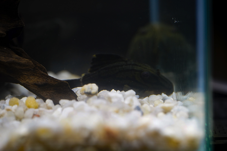 Panaque sp. - L191  Royal Pleco 8-12 cm 8