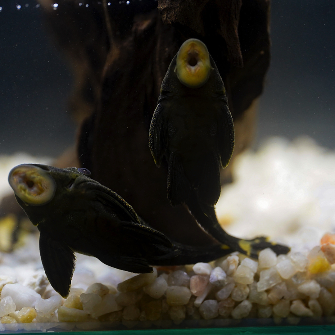 Panaque sp. - L191  Royal Pleco 5-8 cm 7