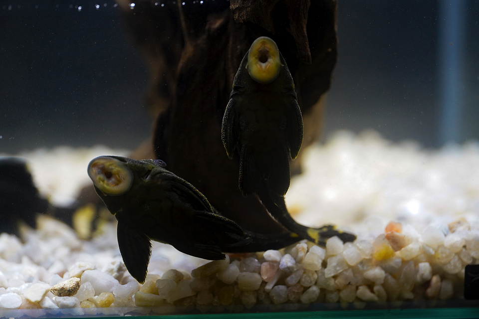 Panaque sp. - L191  Royal Pleco 8-12 cm 7