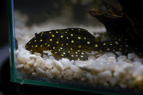 Bola de Neve Pleco - Baryancistrus sp. (L142) 5-10 cm