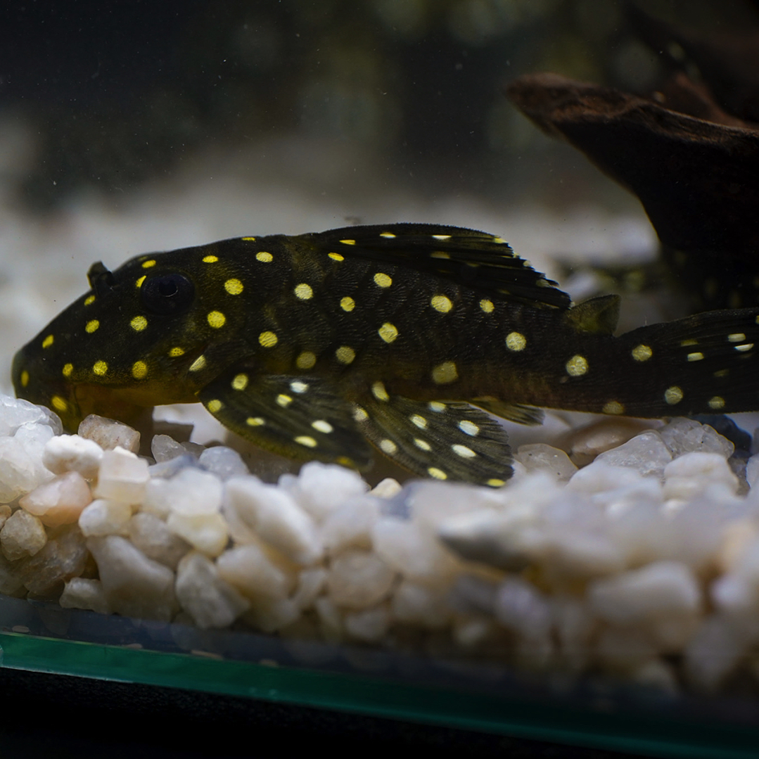 Bola de Neve Pleco - Baryancistrus sp. (L142) 5-10 cm 1