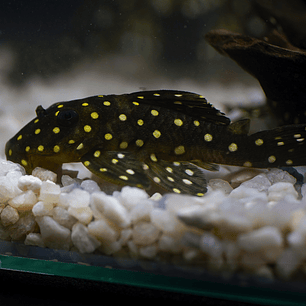 Bola de Neve Pleco - Baryancistrus sp. (L142) 5-10 cm