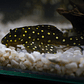 Bola de Neve Pleco - Baryancistrus sp. (L142) 5-10 cm - Thumbnail 1
