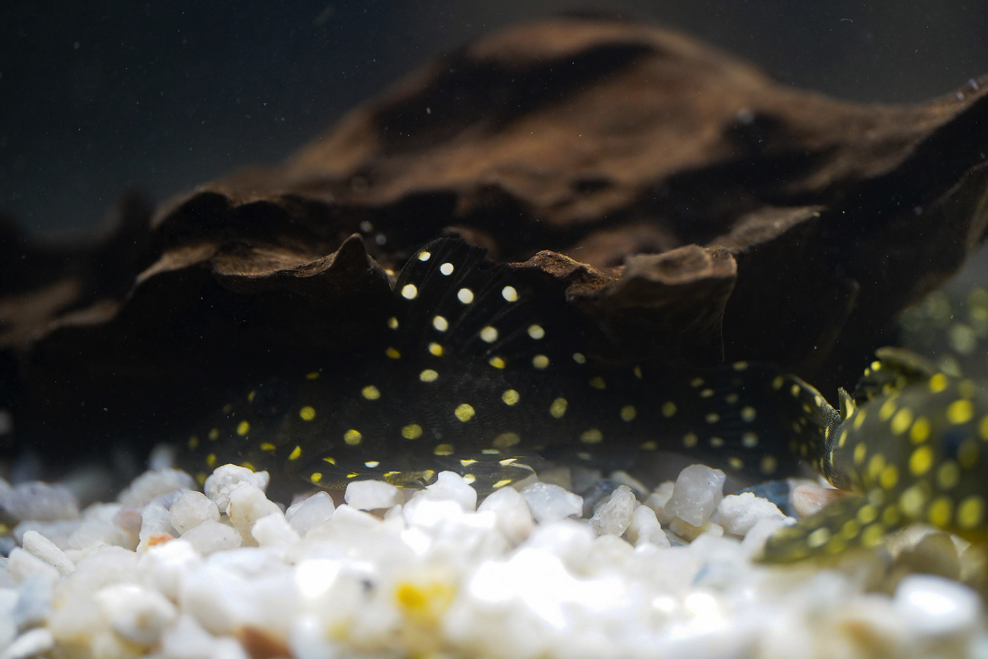 Bola de Neve Pleco - Baryancistrus sp. (L142) 5-10 cm 4