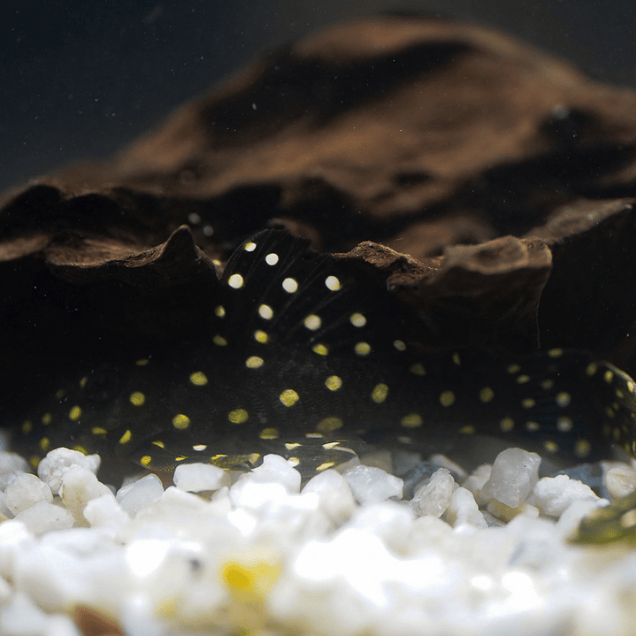 Bola de Neve Pleco - Baryancistrus sp. (L142) 5-10 cm 4