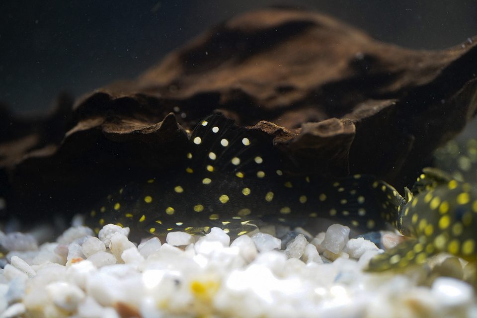 Bola de Neve Pleco - Baryancistrus sp. (L142) 5-10 cm 4