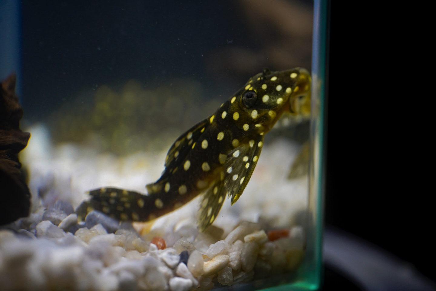 Bola de Neve Pleco - Baryancistrus sp. (L142) 5-10 cm 3