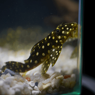 Bola de Neve Pleco - Baryancistrus sp. (L142) 5-10 cm