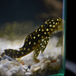 Bola de Neve Pleco - Baryancistrus sp. (L142) 5-10 cm - Thumbnail 3