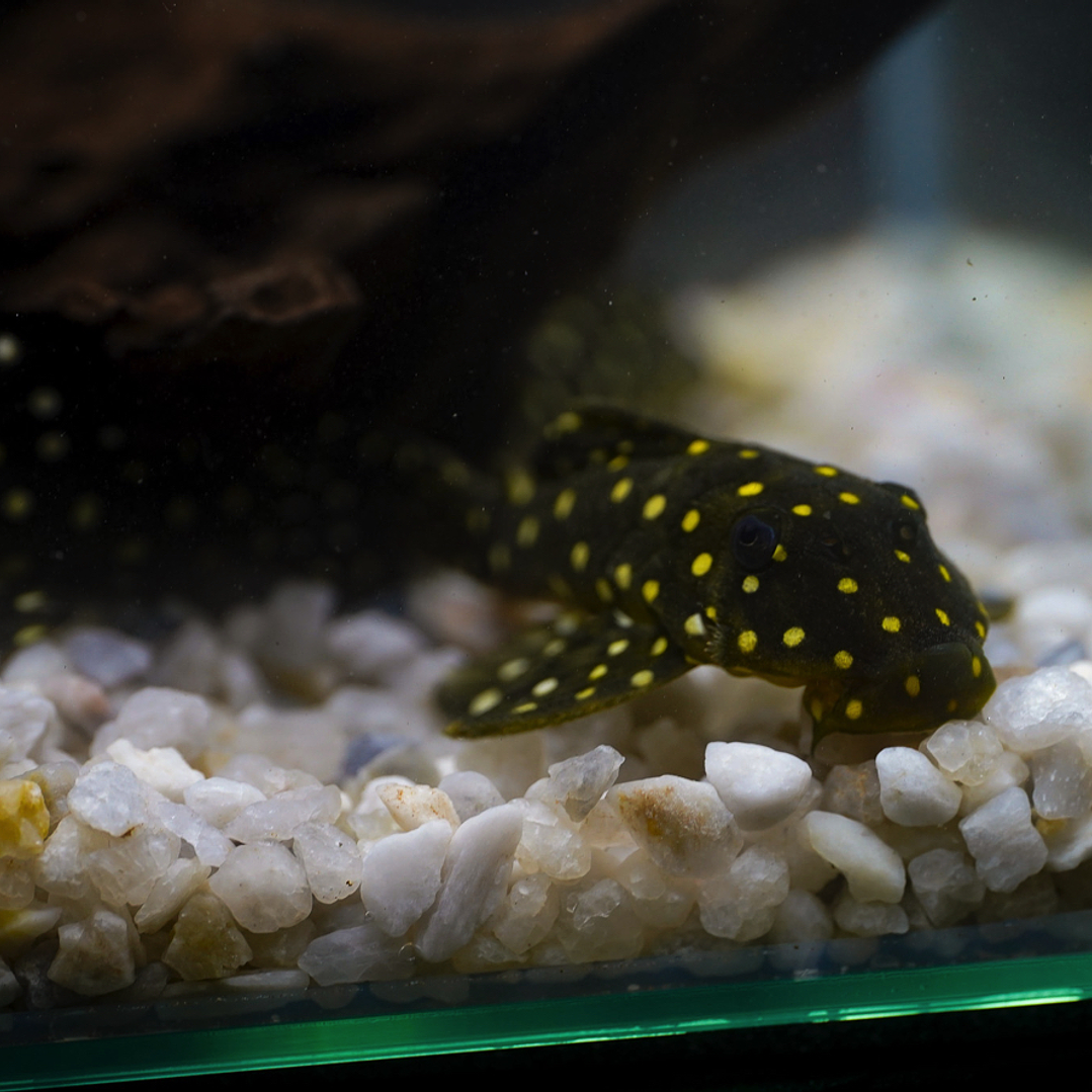 Bola de Neve Pleco - Baryancistrus sp. (L142) 5-10 cm 6