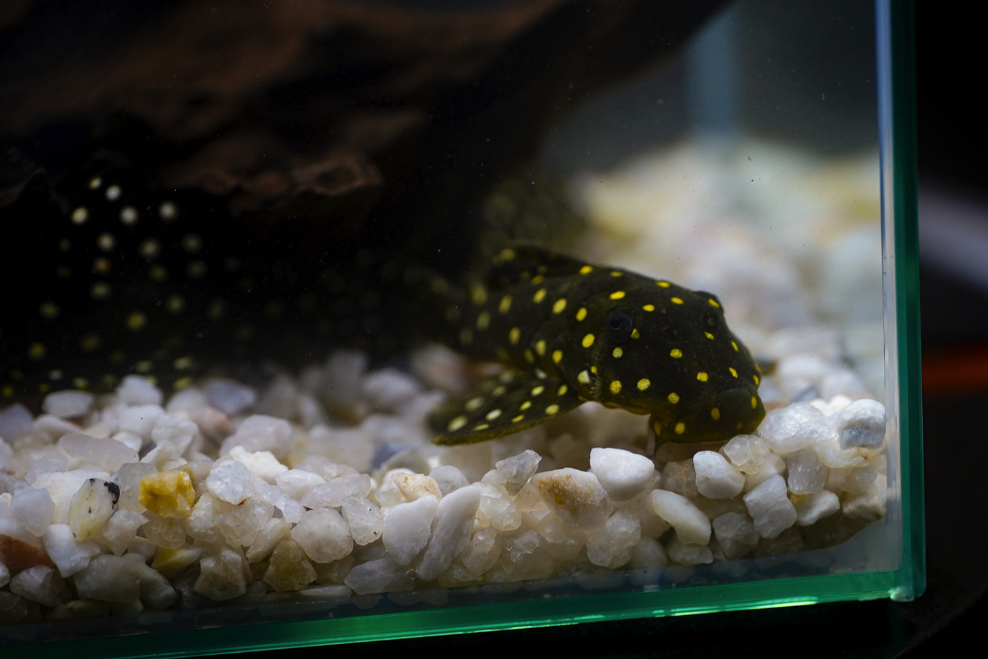 Bola de Neve Pleco - Baryancistrus sp. (L142) 5-10 cm 6