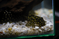 Bola de Neve Pleco - Baryancistrus sp. (L142) 5-10 cm - Thumbnail 6