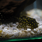 Bola de Neve Pleco - Baryancistrus sp. (L142) 5-10 cm - Thumbnail 6