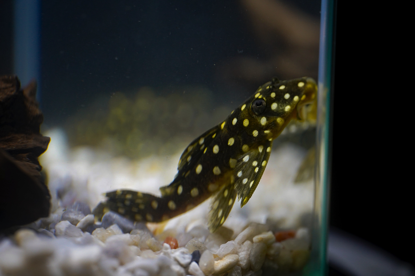 Bola de Neve Pleco - Baryancistrus sp. (L142) 5-10 cm 7