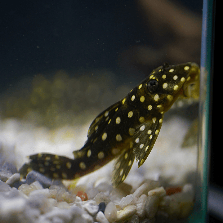 Bola de Neve Pleco - Baryancistrus sp. (L142) 5-10 cm 7