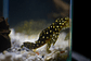 Bola de Neve Pleco - Baryancistrus sp. (L142) 5-10 cm - Thumbnail 7