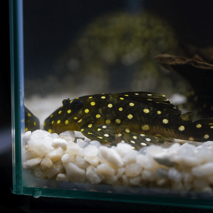 Bola de Neve Pleco - Baryancistrus sp. (L142) 5-10 cm 8