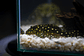 Bola de Neve Pleco - Baryancistrus sp. (L142) 5-10 cm - Thumbnail 8