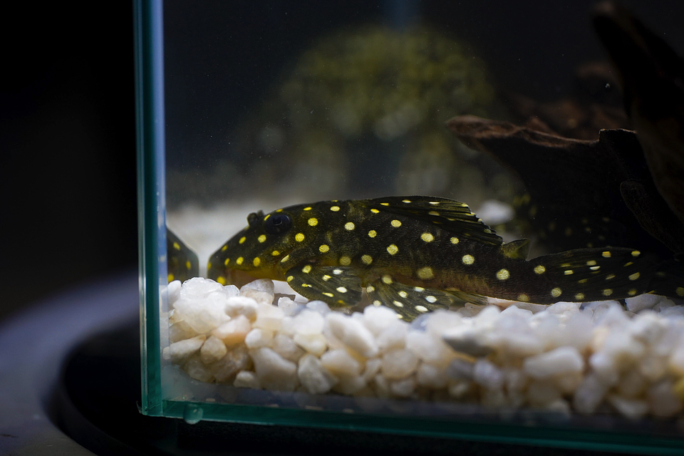 Bola de Neve Pleco - Baryancistrus sp. (L142) 5-10 cm 8