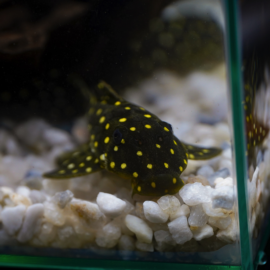 Bola de Neve Pleco - Baryancistrus sp. (L142) 5-10 cm 5