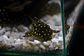 Bola de Neve Pleco - Baryancistrus sp. (L142) 5-10 cm - Thumbnail 5