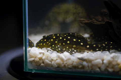 Bola de Neve Pleco - Baryancistrus sp. (L142) 5-10 cm