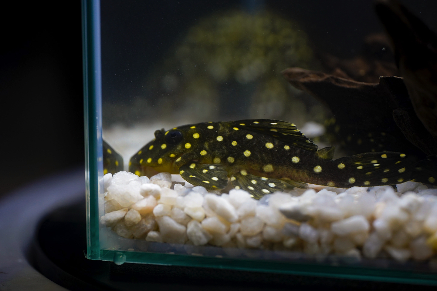 Bola de Neve Pleco - Baryancistrus sp. (L142) 5-10 cm 2