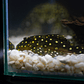 Bola de Neve Pleco - Baryancistrus sp. (L142) 5-10 cm - Thumbnail 2