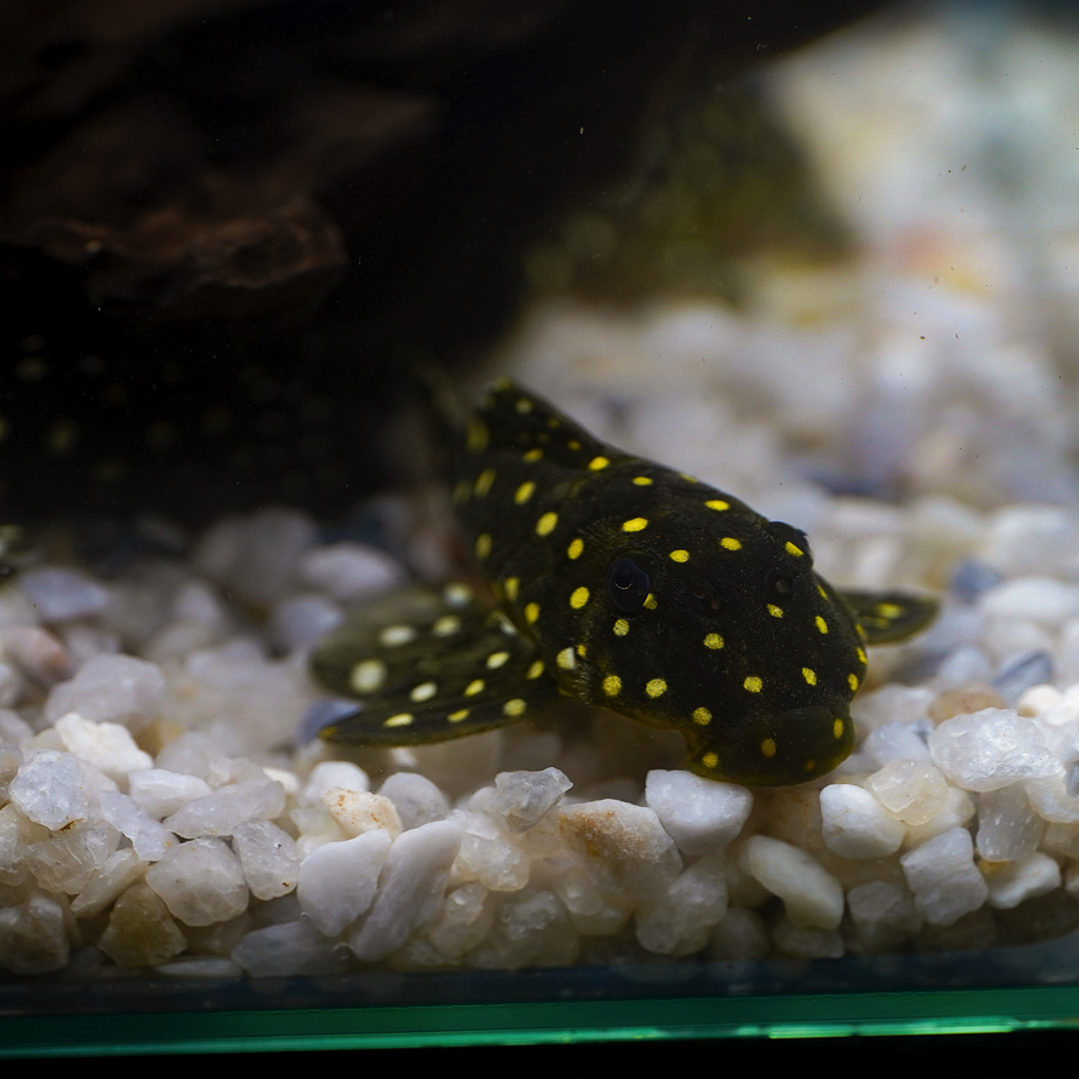 Bola de Neve Pleco - Baryancistrus sp. (L142) 5-10 cm 9