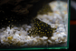 Bola de Neve Pleco - Baryancistrus sp. (L142) 5-10 cm - Thumbnail 9