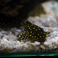 Bola de Neve Pleco - Baryancistrus sp. (L142) 5-10 cm - Thumbnail 9