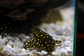Bola de Neve Pleco - Baryancistrus sp. (L142) 5-10 cm - Thumbnail 11