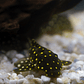 Bola de Neve Pleco - Baryancistrus sp. (L142) 5-10 cm - Thumbnail 11
